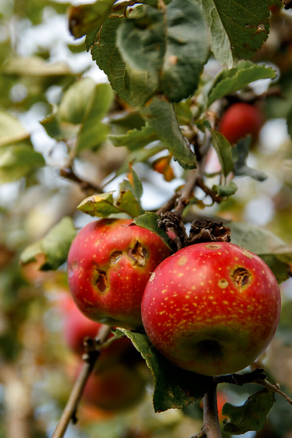 Rote Äpfel an einem Ast