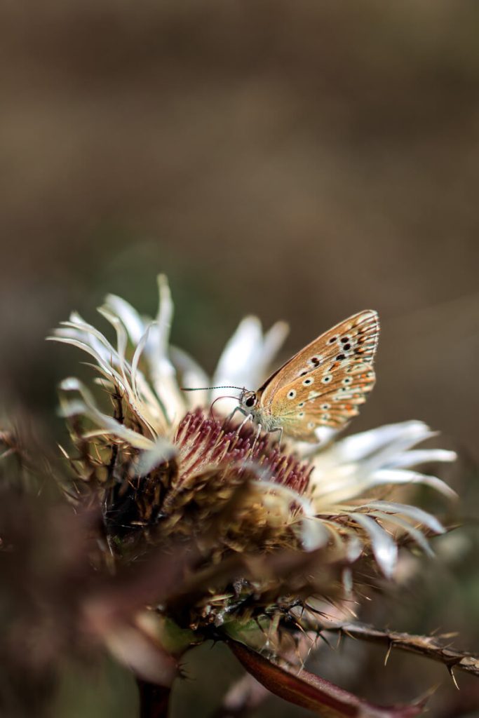 Schmetterling sitzt auf Silberdistel