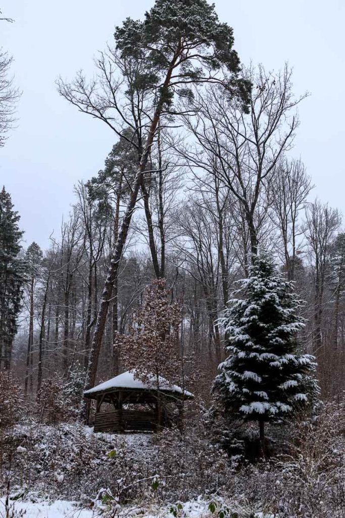 Alleine Wandern im Winter - eine Schutzhütte im schnee zwischen Bäumen im Wald