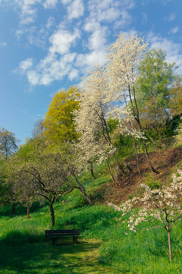 Blühende Bäume auf einer Wiese vor blauen Himmel