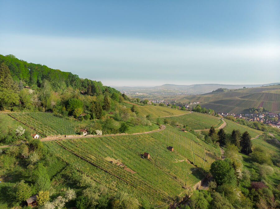 Weinberge und Wald an einem Hang in Weinstadt