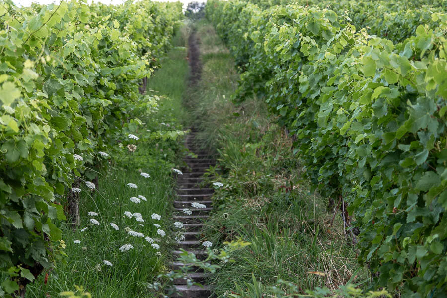 Treppen in den Weinbergen