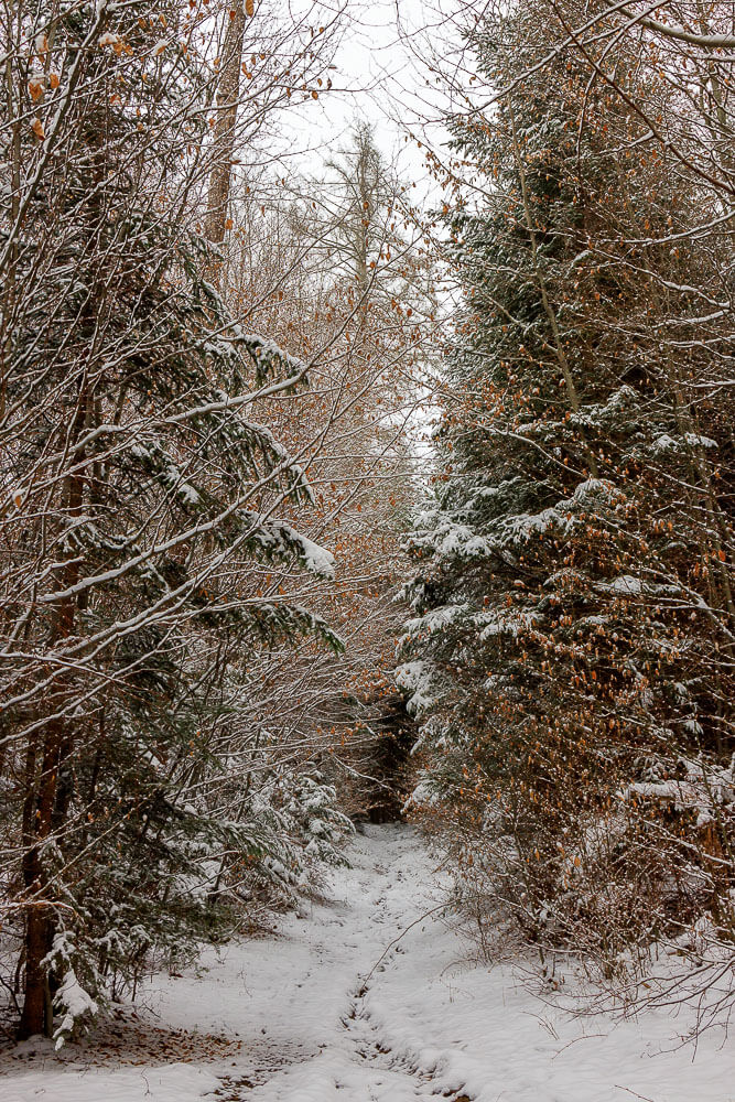 Unbefestigter Waldweg auf dem Geiststeinweg