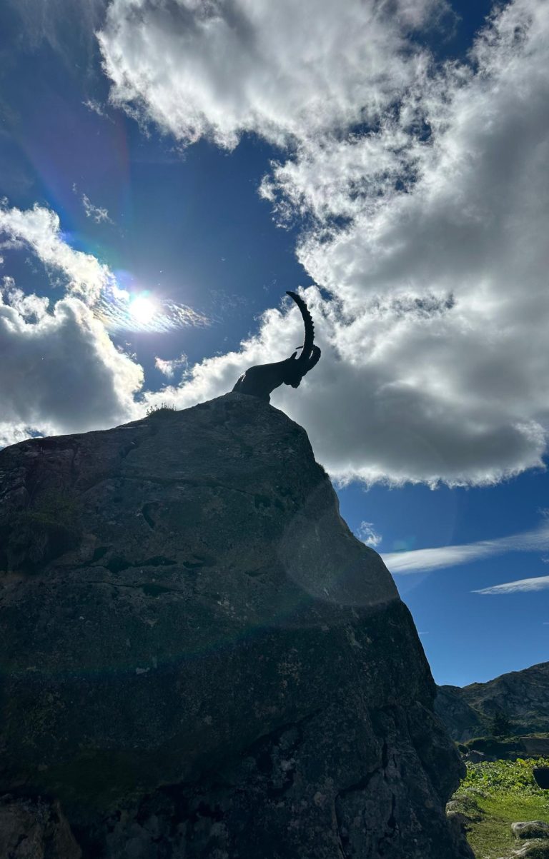 Steinbock Silhuette auf Felsen im Hintergrund blauer Himmel