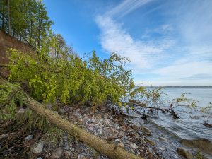 Eckernförde Fossilienwanderung-14